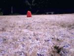 Image54.gif
