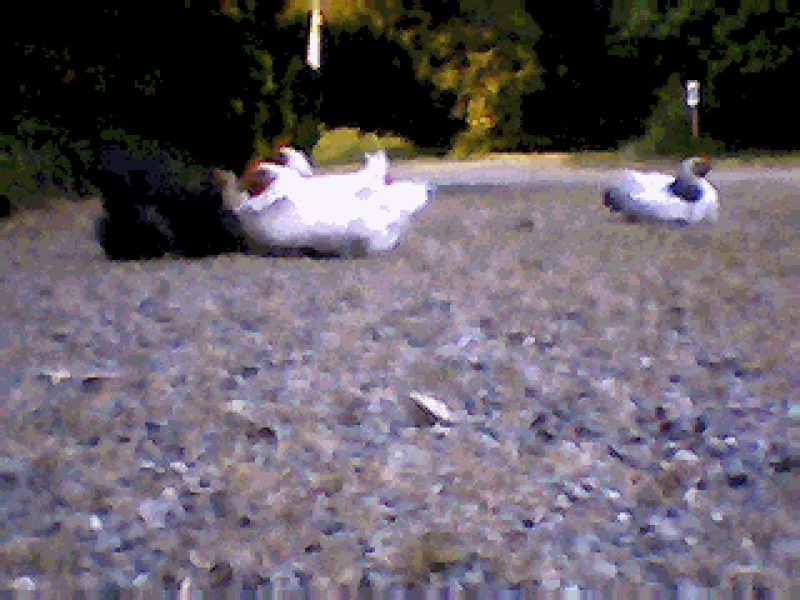 Image56.gif
