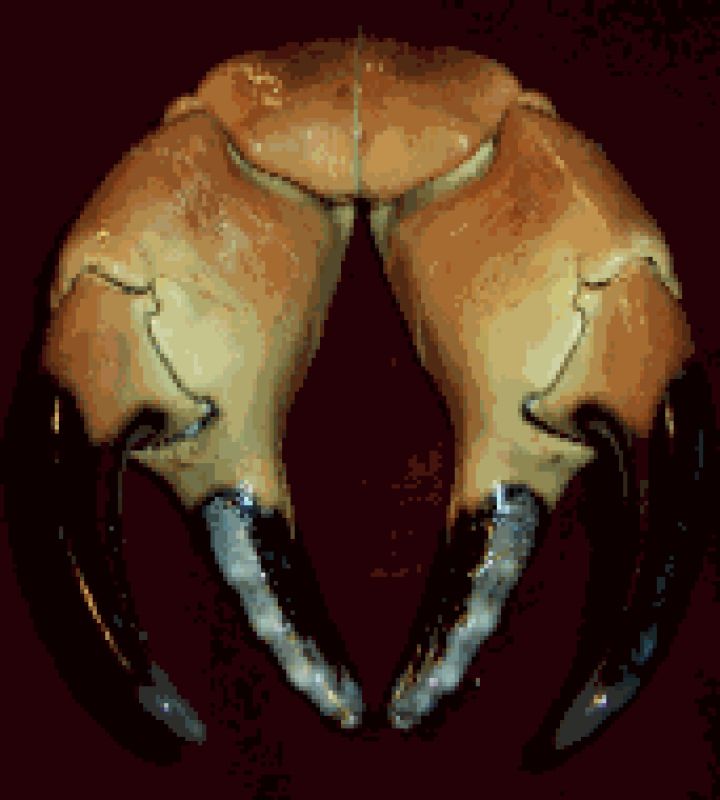 Image63.gif