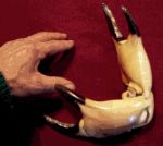 Image64.gif