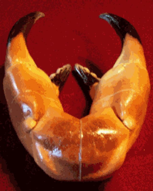 Image66.gif